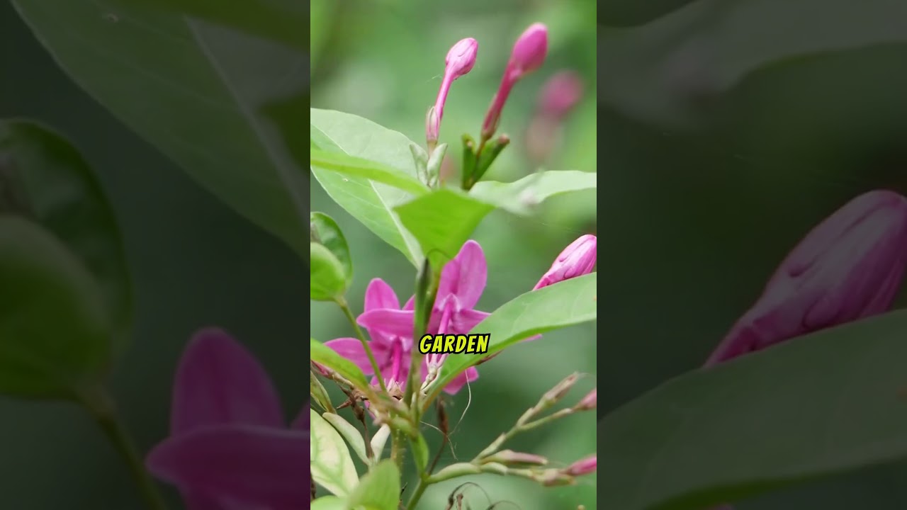 Beware The beautiful killer Oleander