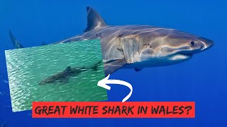 IS THIS A GREAT WHITE SHARK FILMED IN WALES THIS WEEK? 🏴󠁧󠁢󠁷󠁬󠁳󠁿 🦈