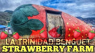 【4K】STRAWBERRY FARM LA TRINIDAD BENGUET | WALKING TOUR by Znematic Travel 424 views 3 months ago 11 minutes, 5 seconds