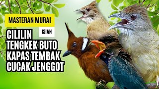 Masteran Murai Isian Kapas Tembak, Cililin, Cucak Jenggot, Tengkek Buto