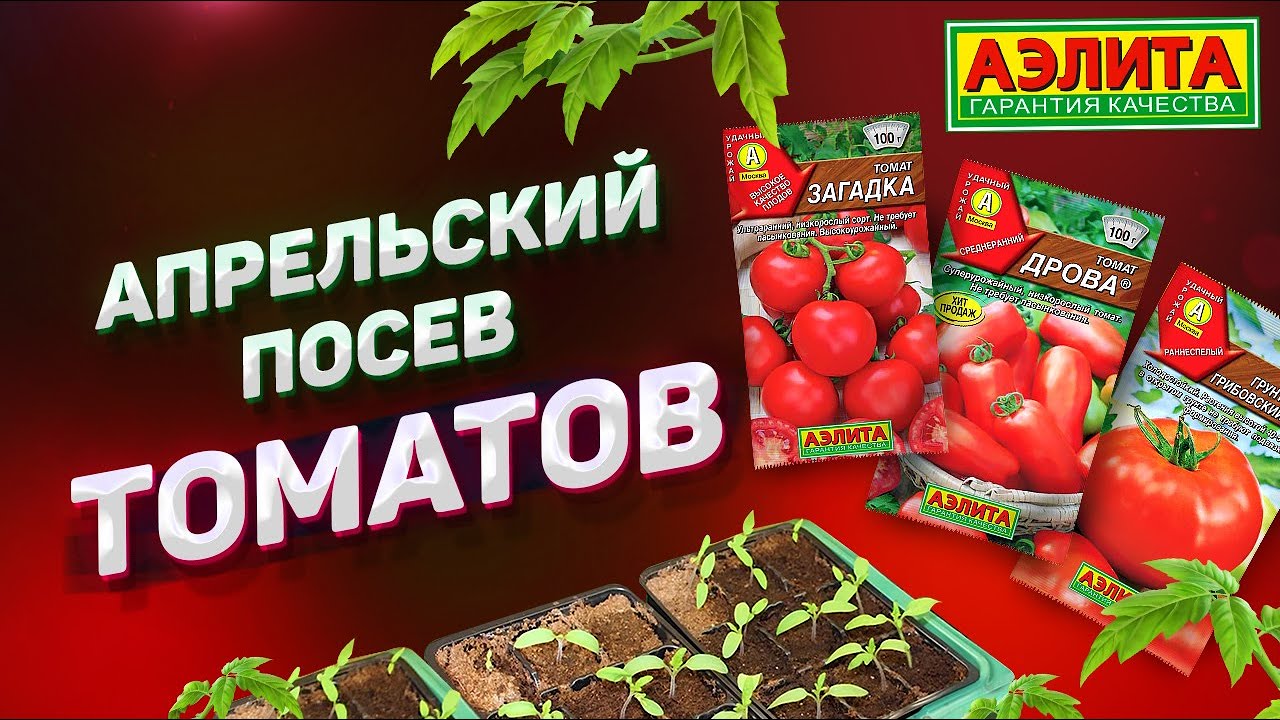 Апрельский посев томатов 2021