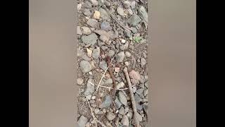 Penangkapan Ular Kecil Yang Ganas Yang Hnyr Ada Di Daerah Pegunungan