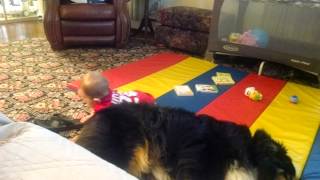 Phoebe crawls