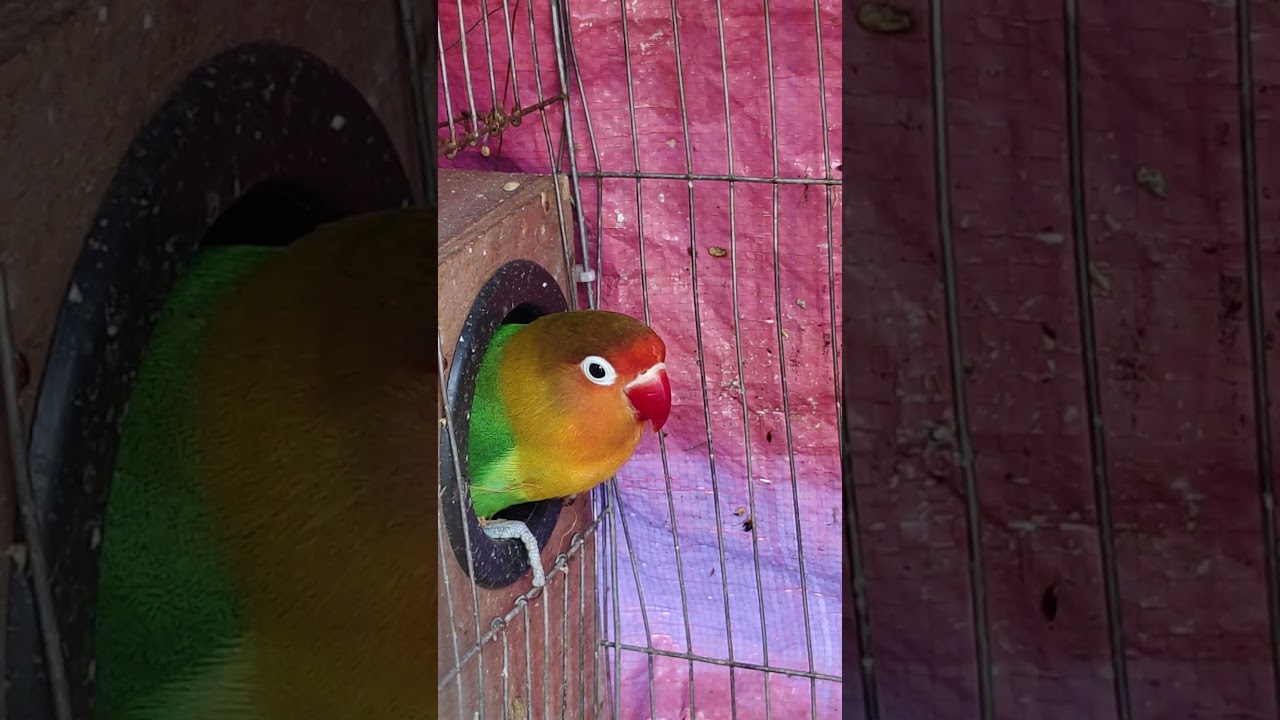 An Adult Female Love Bird