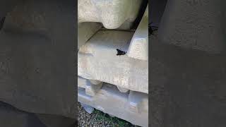 big fly