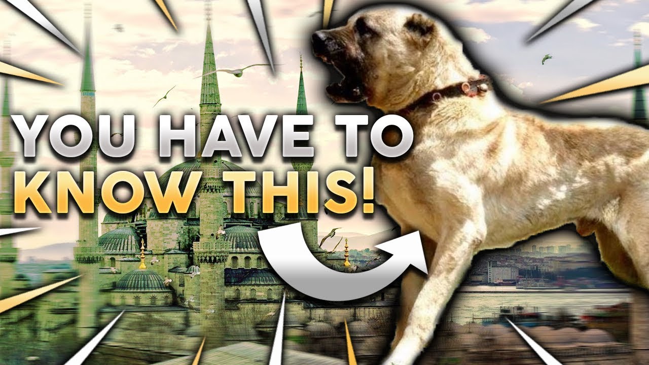 Kangal 101! Everything You Need To Know About Owning A Turkish Kangal Puppy