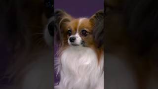 Fastest dog at the dog show