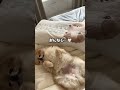 ジェラピケが欲しいポメ