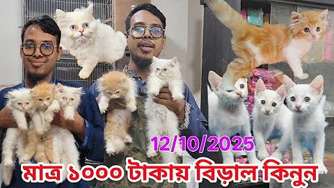 Video 11140201: persian cat, mixed breed cat