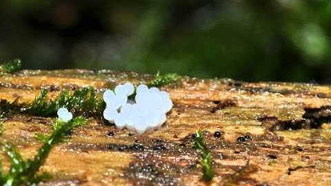 Myxomycetologists nightmare...