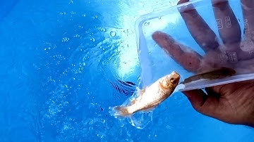 whirlpool vortex EXPERIMENTS. whirlpool. vortex. whirlpool experiments.  experiment video #021