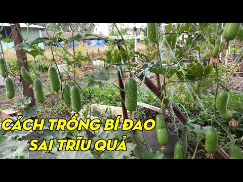 How To Grow Wax Gourd From Seeds To Harvest | Phan Đức #137 How To Grow Wax Gourd From Seeds To Harvest | Phan Đức #137