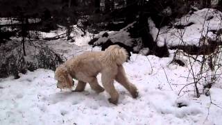 Tpsb Amhv - Bailey, Rowdy, Selkie, Toby, Torrey, Daisy