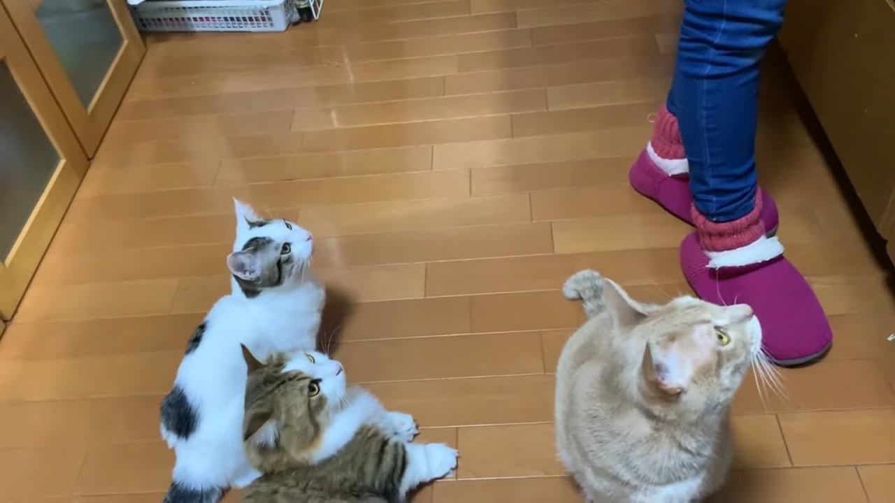 鳴き声で返事する猫がかわいい Youtube