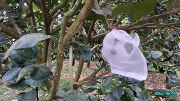 #145 Vườn cây ăn trái siêu đẹp. 7 sào có sẵn 400m2 thổ cư. Lộc Đức - Bảo Lâm.