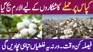 Cotton Farmers Beware! These Mistakes Could Ruin Your Harvest / Top 5 Cotton Farming Mistakes