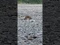 jungle ka ek cleaner animal #golden jackel #Jim corbett