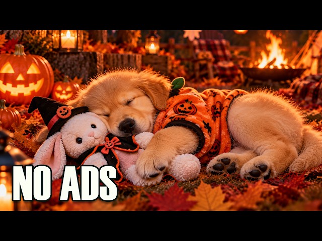 24 HOURS of Dog Calming Music 🐶🎃 Separation Anxiety Relief & Deep Sleep, Relaxation 💖 No Ads