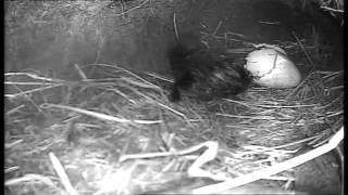 Rare Footage Captured Of The Moment A Puffin Chick Hatches