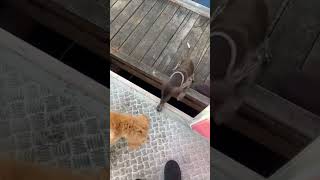 Puppy Takes a Plunge off a Jetty