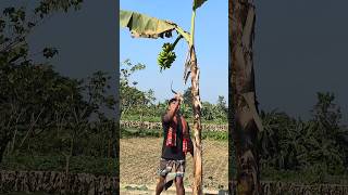 Banana Harvest Ep- 598