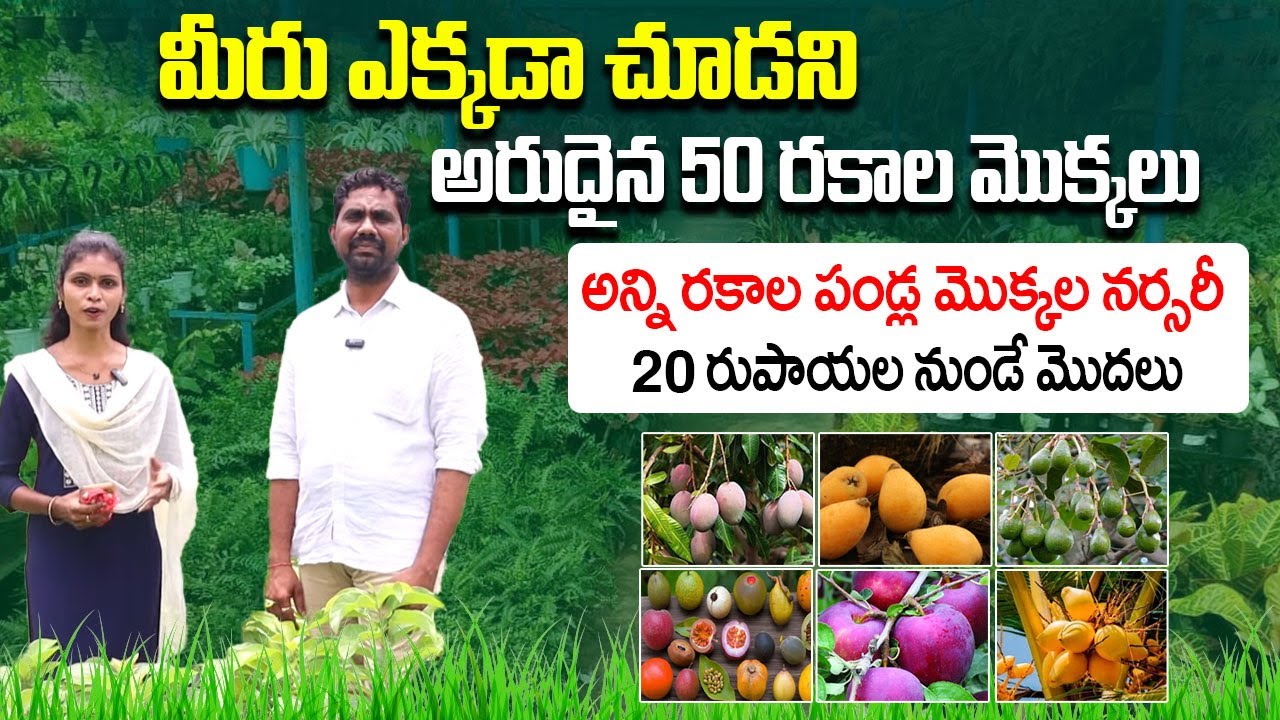 అరుదైన 50 రకాల మొక్కల నర్సరీ..| Rare Fruit Plants Available Nursery | B N Reddy Nursery | I Dream