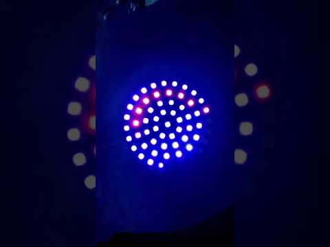 Sultans Of Swing Wled Classicrock Shorts 