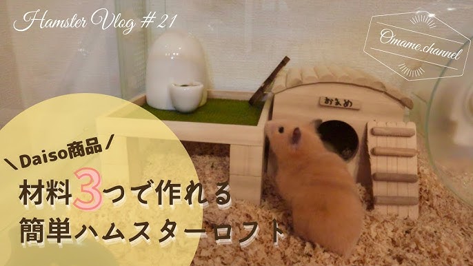 ビスケに手作りロフトをプレゼント ハムスター 動物専門学校 トリマー 動物看護師 アクアリウム 動物のお仕事 Youtube