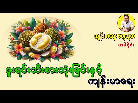 ဒူးရင်းသီး စားသုံးခြင်းနှင့် ကျန်းမာရေး - Durian