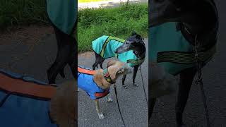 Bei Affenhitze - Kühlweste Cool Bill macht das Hundeleben leichter. #doglife #hitzewelle #kühlung