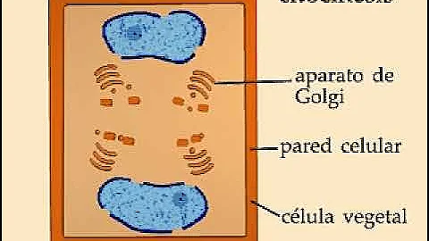 ¿Cuál es el objetivo de la citocinesis?