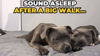 Sound Asleep After A Big Walk