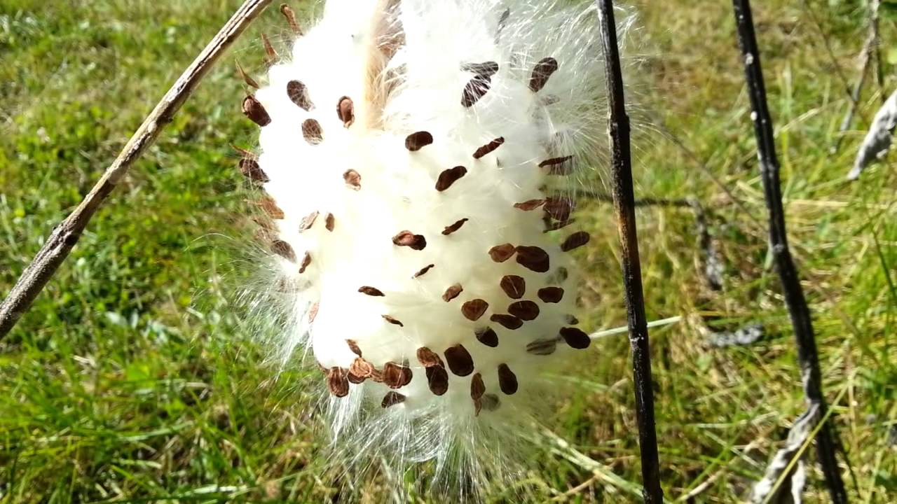Milkweed Seed Pod Opening - YouTube