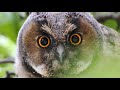 Long Eared Owls | 4K
