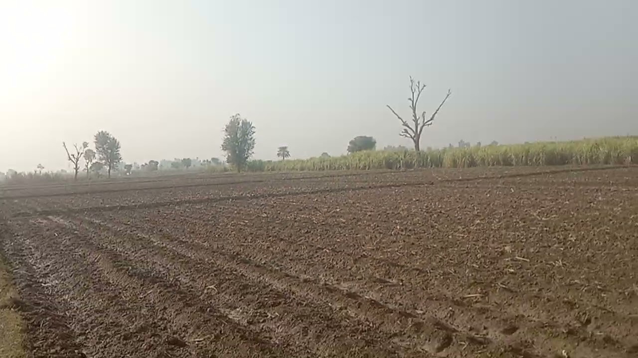 Gannay Ki Pehchaan Chinney ❤️🥰🥰🥰Se