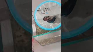 Cleaning and changing new water for Bett fish 🫧✨ #betta #fishtank #freshwatertank