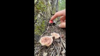 Fungal Wonders: Discovering Forest Mushrooms