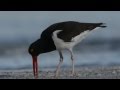 A Moment with an American Oystercatcher