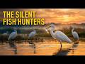 Elegant Egrets at Sunset 🕊️ | Beautiful White Birds Fishing in Nature