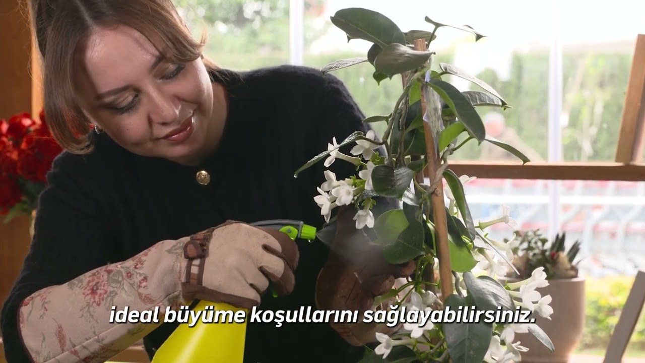 MADAGASKAR YASEMİNİ BİTKİ BAKIMI