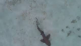 Relaxing Drone Footage Of A Nurse Shark
