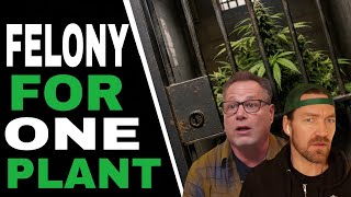 The 3 Worst States to Grow Cannabis In at Home (And Why)