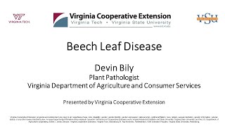 Beech Leaf Disease