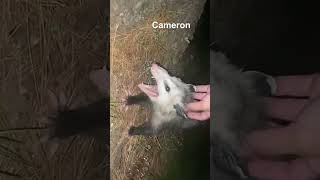 opossums can't get rabbies