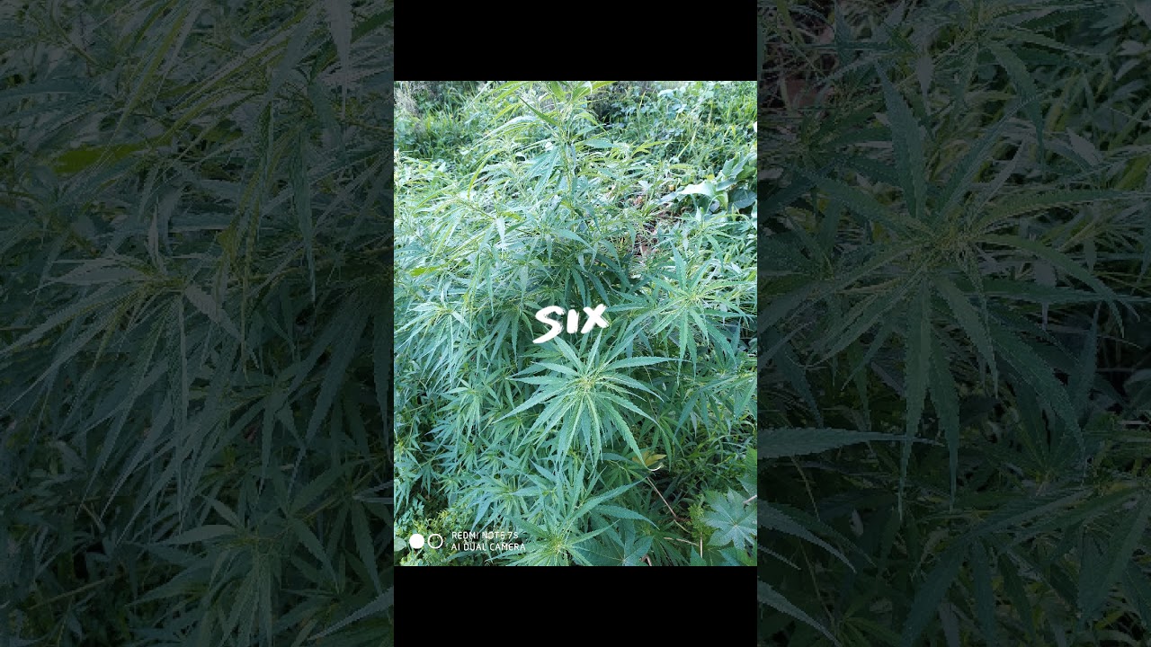 It's my weed tree's please subscribe