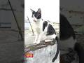 cat shorts video 😱 #shorts #trendingshorts #animalshorts #cat #shortsfeed #virelshirts