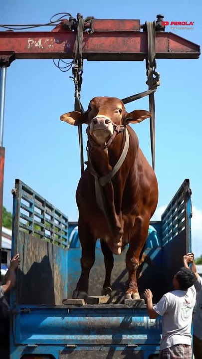 Sapi Super Jumbo Bikin Heboh! Semua Takjub Lihat Besarnya 😲🐃 #shorts #sapi #cow