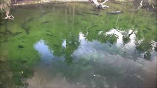 Phyllis makes a quick June summer visit to Blue Spring