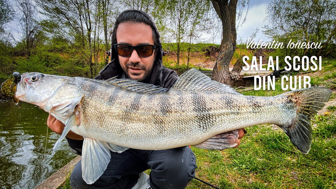 Salai de pe mal - Pescuit la rapitori pe lacul Tancabesti 2