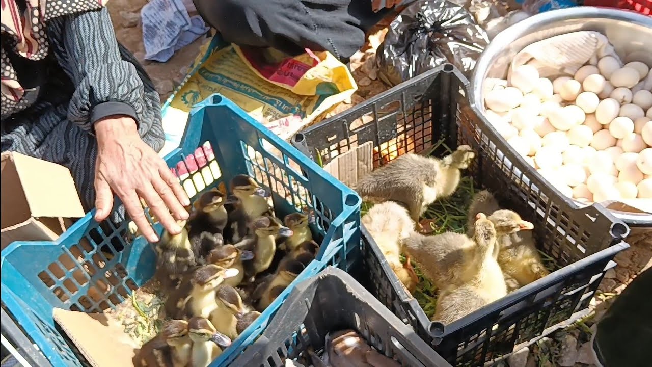 #اسعار الطيور قبل رمضان دماااااار 🔥🔥🔥